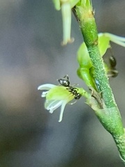 Formicoidea