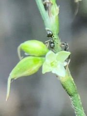 Formicoidea