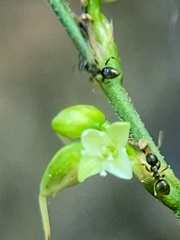 Formicoidea