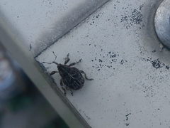 Mogulones geographicus