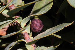 Protea amplexicaulis