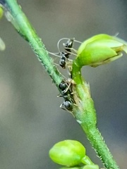 Formicoidea