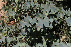 Protea amplexicaulis