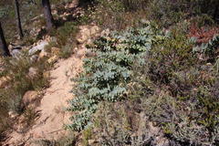 Protea amplexicaulis