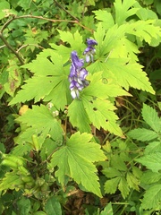 Aconitum axilliflorum
