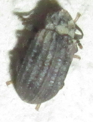 Paragonocnemis