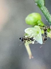 Formicoidea