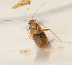 Pinalitus rubricatus