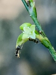 Formicoidea