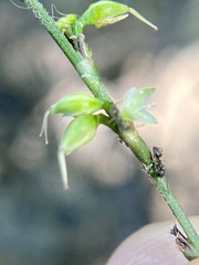 Formicoidea