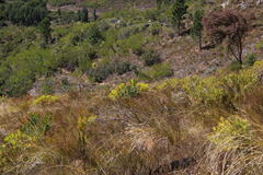 Leucadendron daphnoides