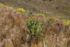 Leucadendron daphnoides