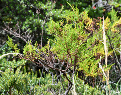 Hypericum laricifolium