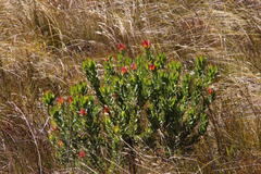 Leucadendron daphnoides