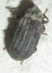 Paragonocnemis