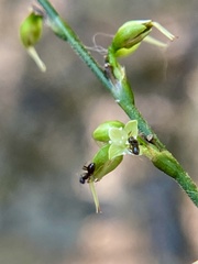 Formicoidea