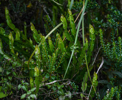 Baccharis genistelloides