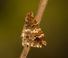 Enchoria lacteata