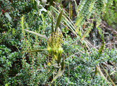 Epidendrum frutex
