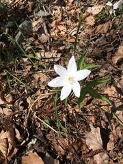 Anemonoides trifolia