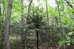 Abies holophylla
