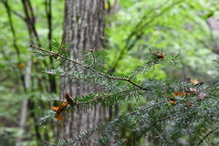 Abies holophylla