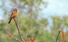 Emberiza tahapisi
