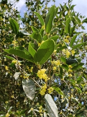 Osmanthus fragrans
