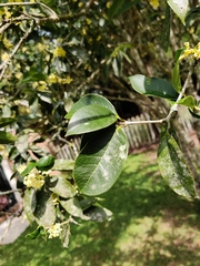 Osmanthus fragrans