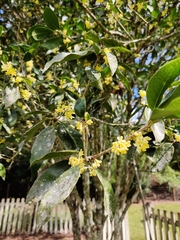 Osmanthus fragrans