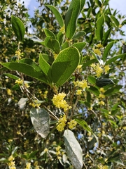 Osmanthus fragrans