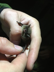 Myotis ikonnikovi
