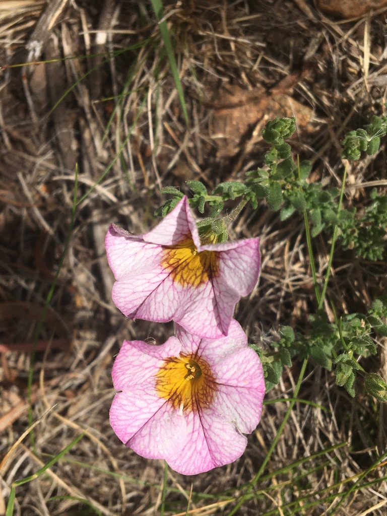 Calibrachoa pubescens