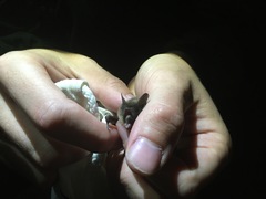 Myotis ikonnikovi
