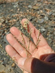 Bufonia parviflora