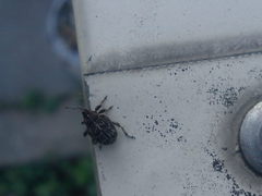 Mogulones geographicus