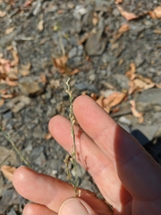 Bufonia parviflora