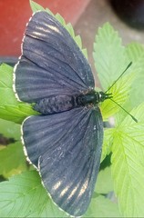 Chlosyne ehrenbergii