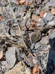 Bufonia parviflora