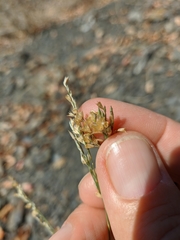 Bufonia parviflora
