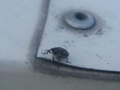 Mogulones geographicus