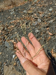 Bufonia parviflora
