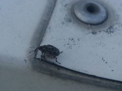 Mogulones geographicus