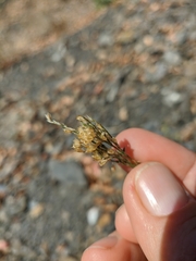Bufonia parviflora