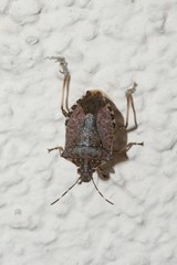 Halyomorpha halys