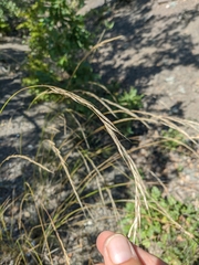 Achnatherum bromoides
