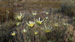 Leucadendron nitidum