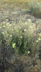 Leucadendron nitidum