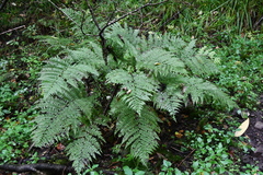 Athyrium sinense