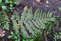 Athyrium sinense